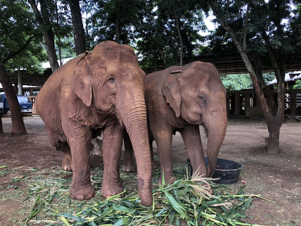 two adorable elephants at the Elephant Nature Park