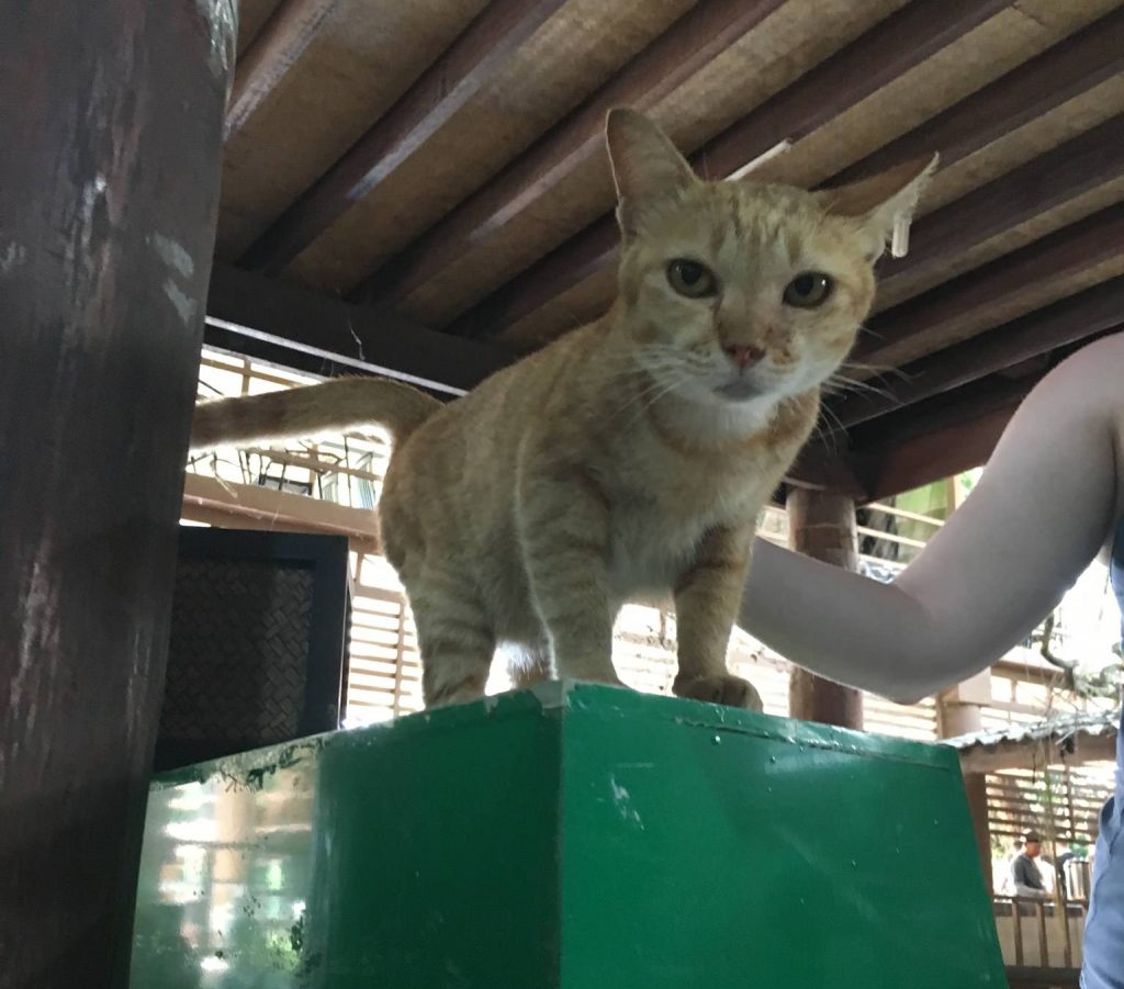 the Elephant Nature Park also hosts cats and other animals