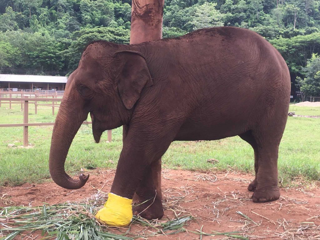 The Elephant Nature Park in Thailand takes care of elderly and injured elephants, ensuring they can live out their lives in safety