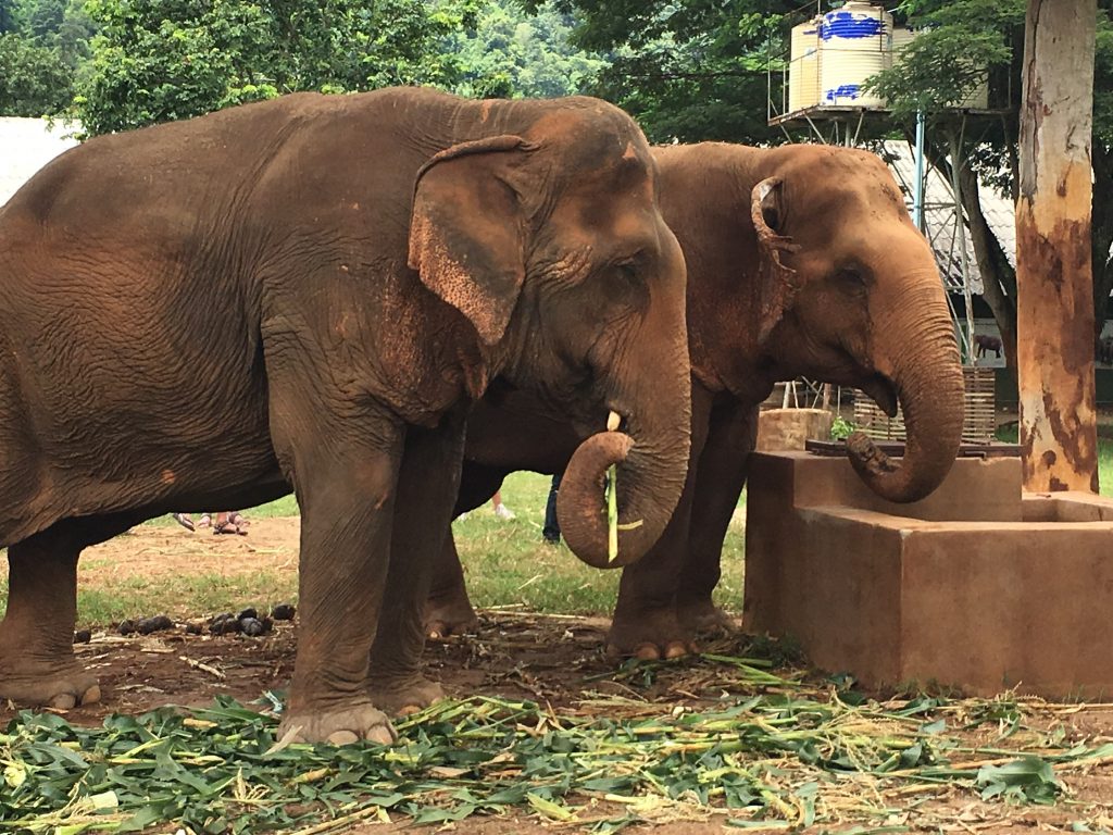 two beautiful elephants we got to interact with at the Elephant Nature Park