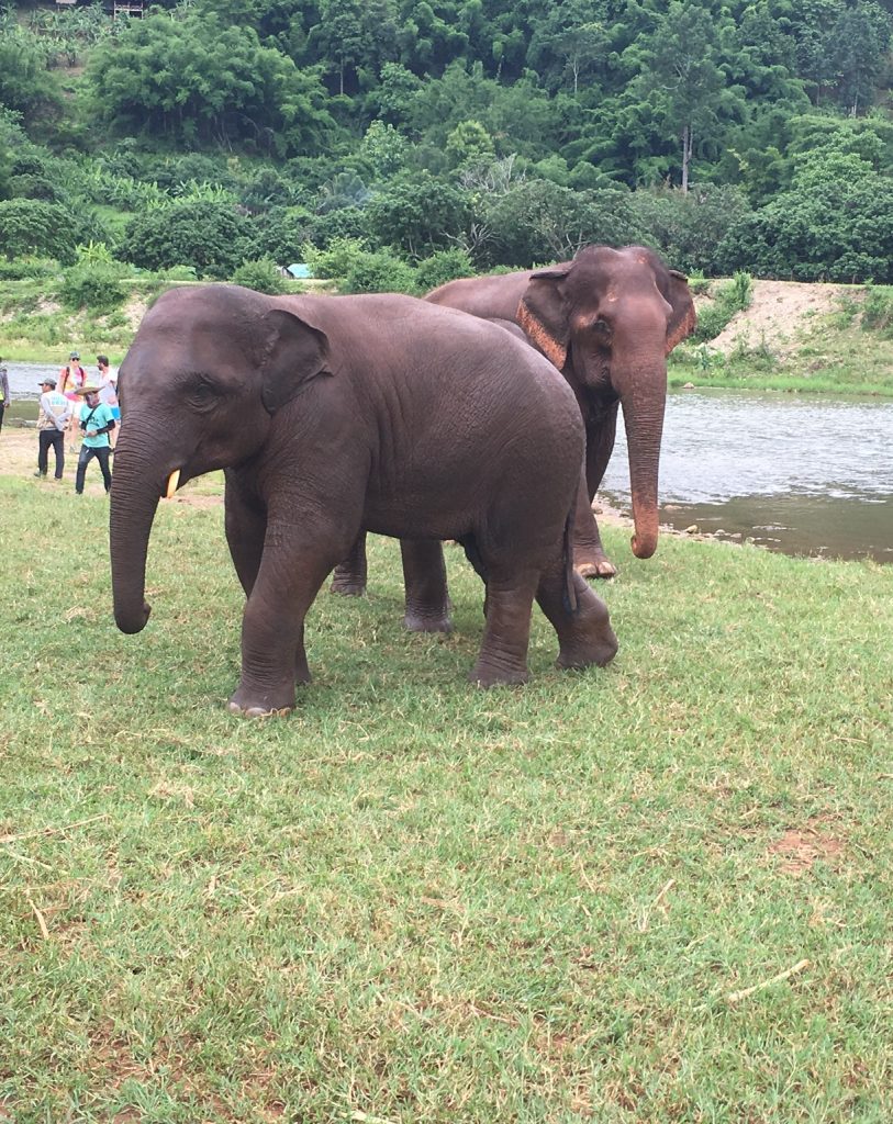 a "naughty" baby elephant, as our guide would say