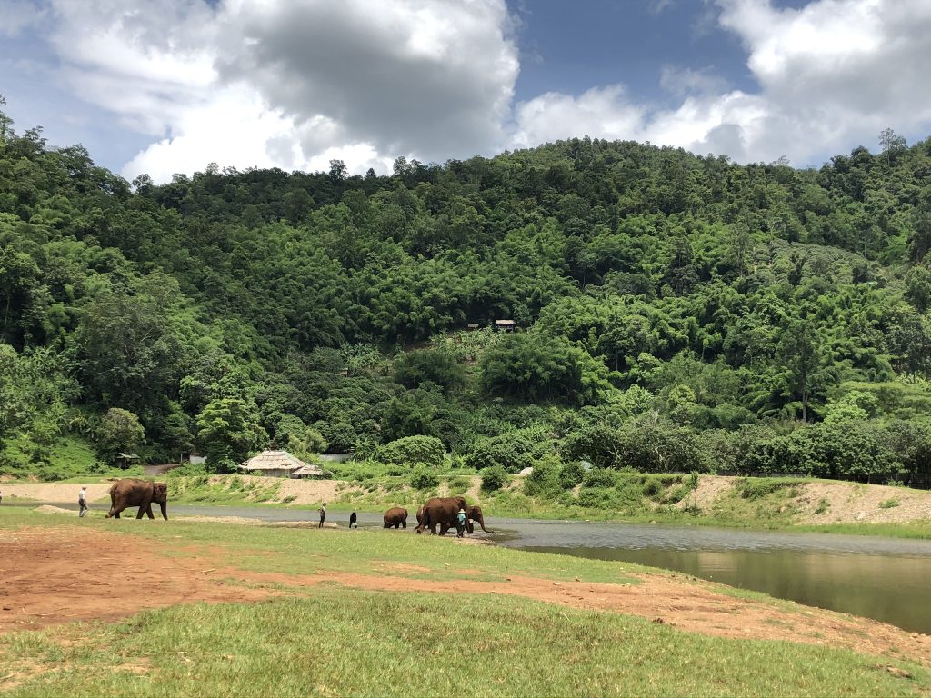 the beautiful backdrop at the Elephant Nature Park in Thailand