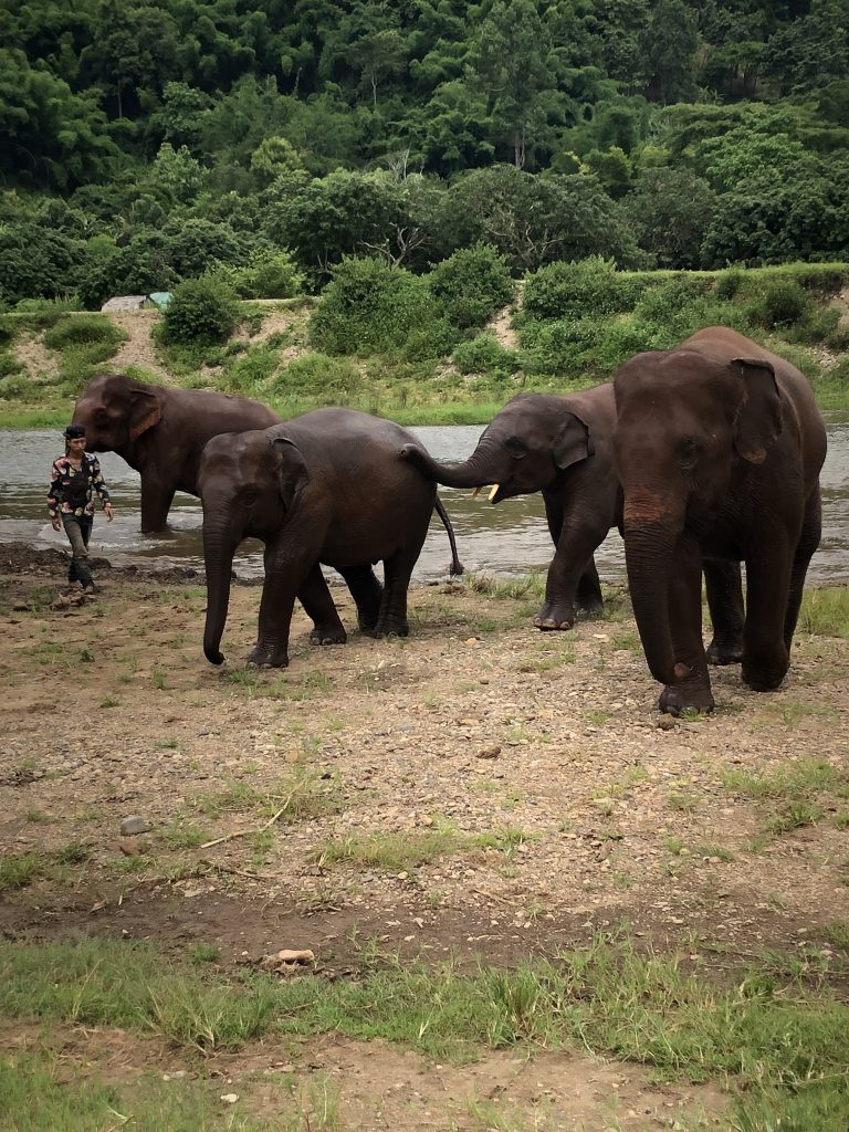 bath time for the elephants at Elephant Nature Park in Thailand