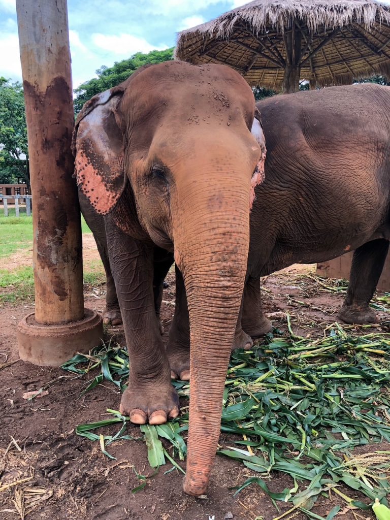 a sweet elephant at the Elephant Nature Park