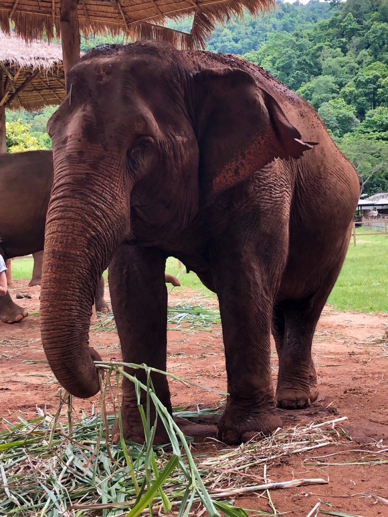 an elephant eating at the Elephant Nature Park in Chiang Mai