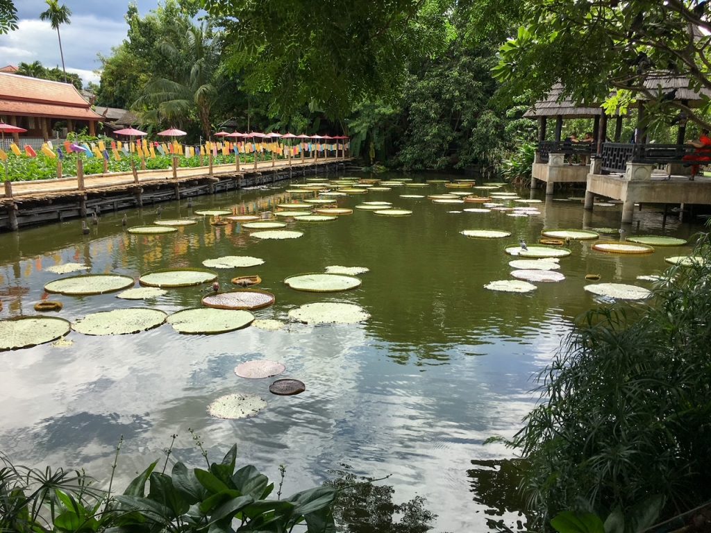 lily pads at Wat Chetlin in Chiang Mai
