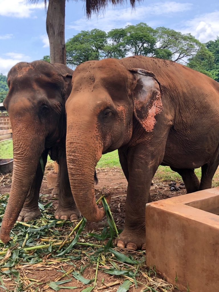 two incredible elephants at the Elephant Nature Park, one of the best things to do in Chiang Mai