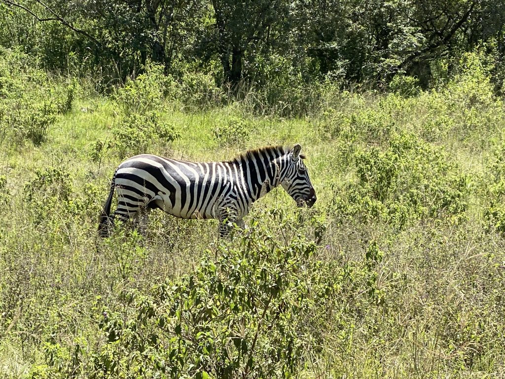 zebra walking through high grass at Lake Nakuru National Park
