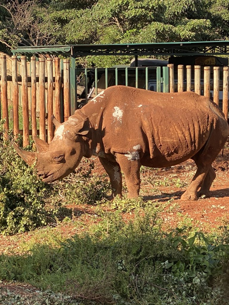 Resident blind rhino Maxwell at the Sheldrick Wildlife Trust in Kenya