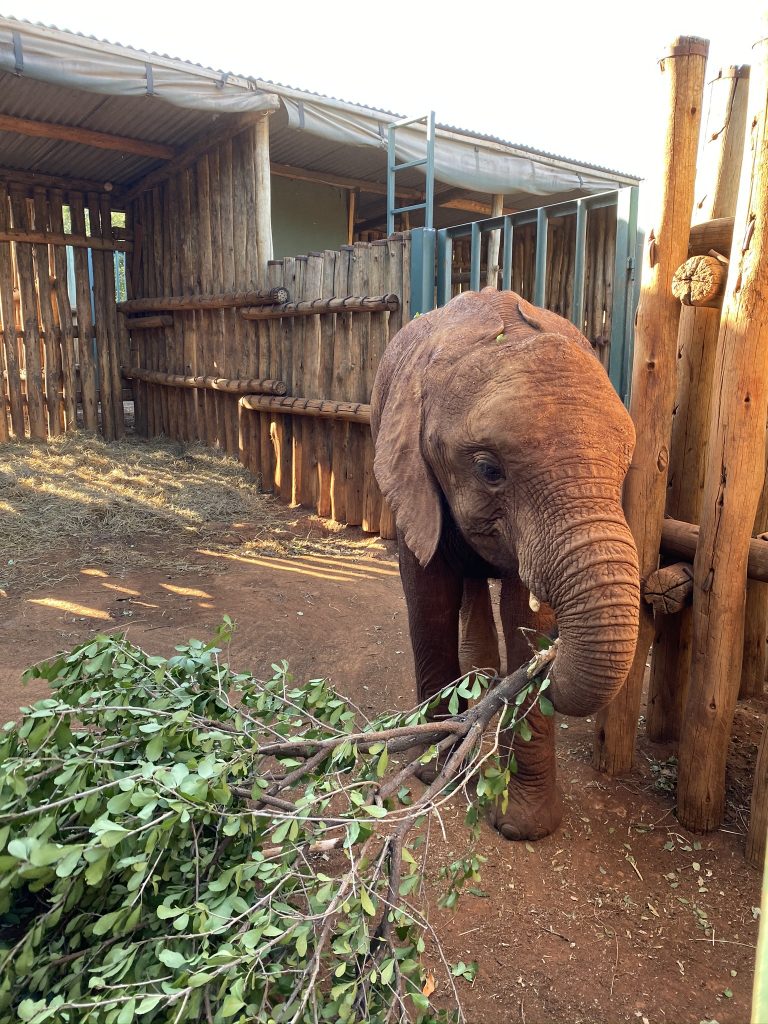 Adopted elephant at feeding time at the Sheldrick Wildlife Trust