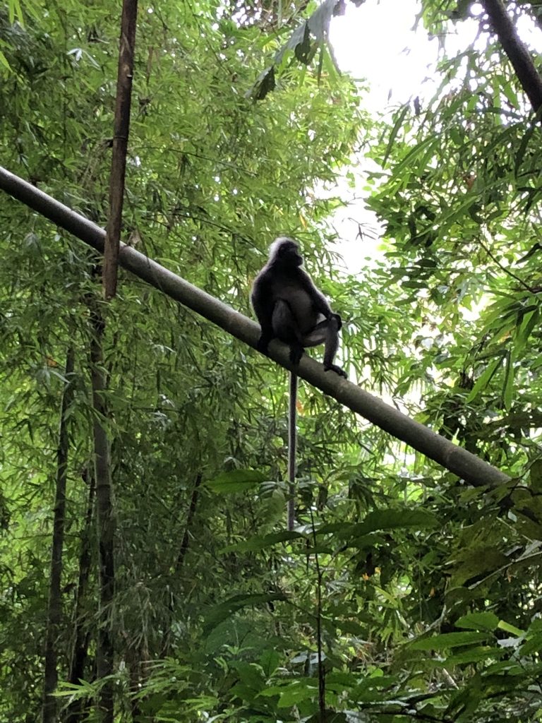 Monkey posing in the rainforest of Khao Sok National Park