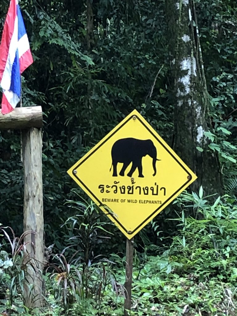 Beware of wild elephants inside Khao Sok National Park