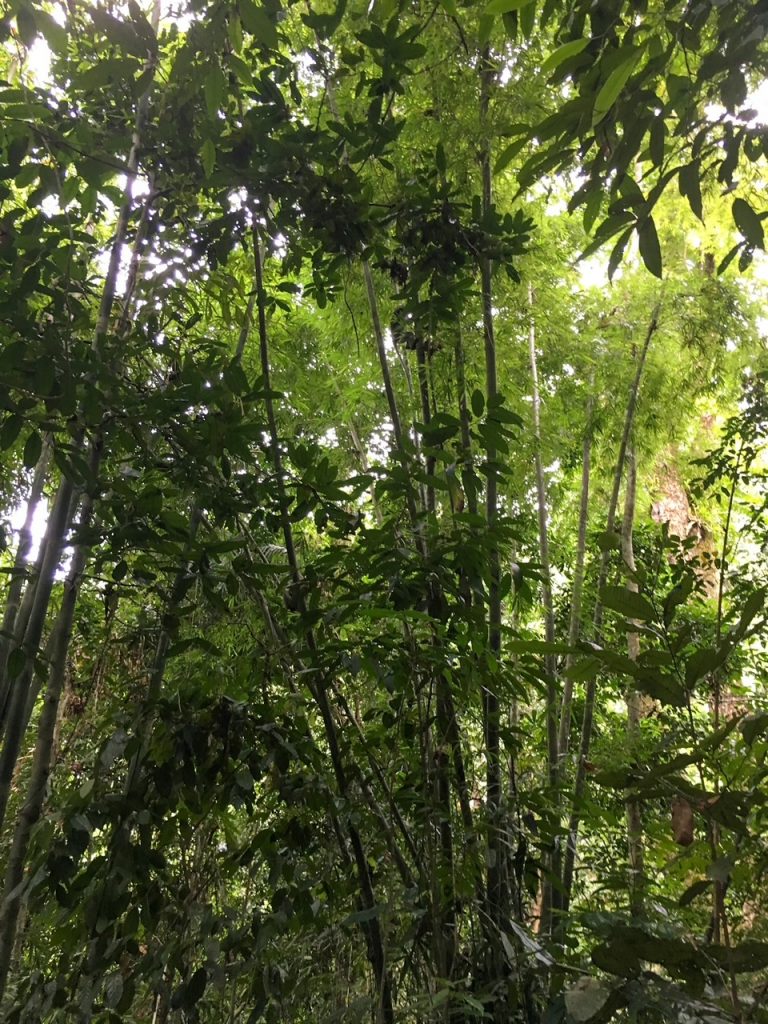 Khao Sok National Park rainforest
