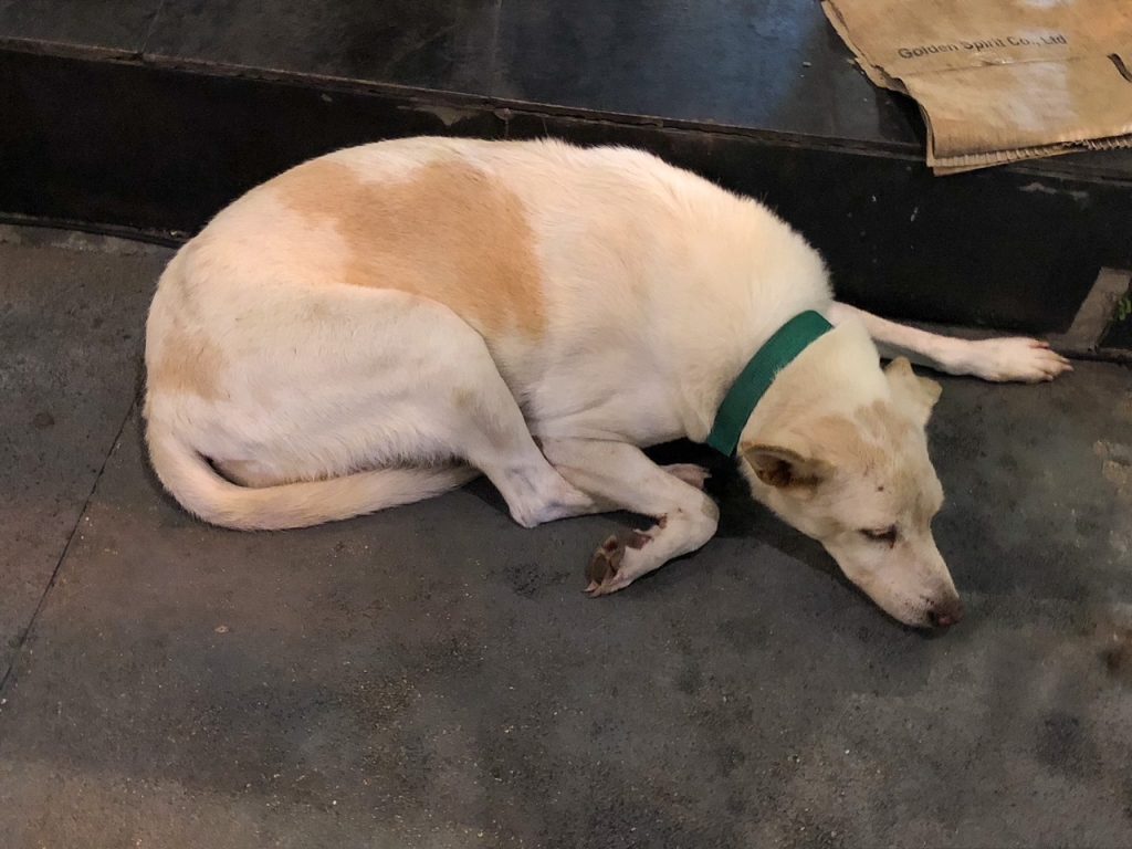 a dog at the Garage in Phuket