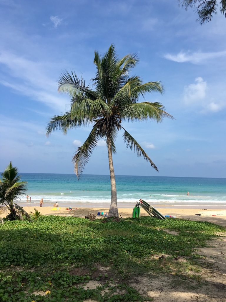 a palm tree on Karon Beach in Phuket