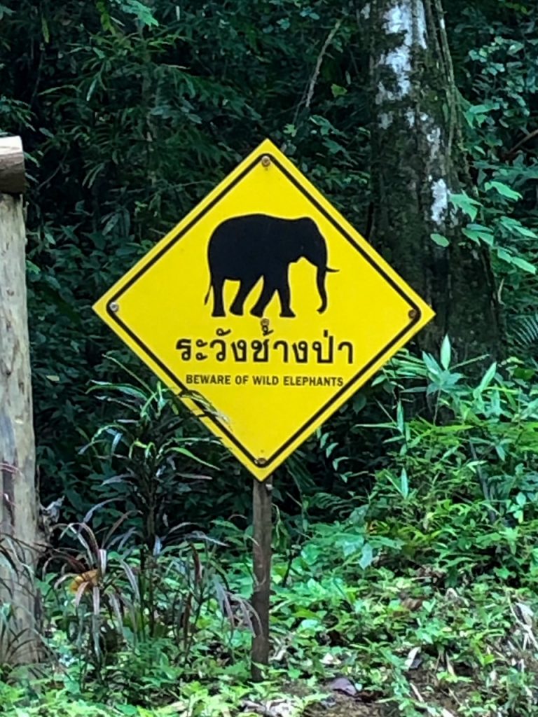 beware of wild elephants inside Khao Sok National Park