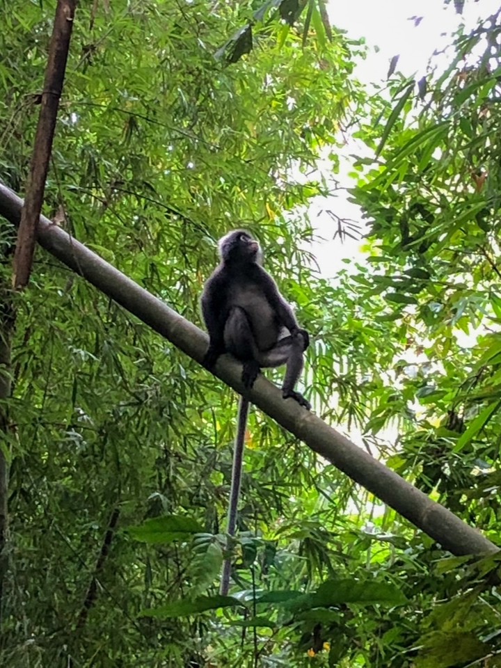 a monkey posing for us in the rainforest at Khao Sok National Park