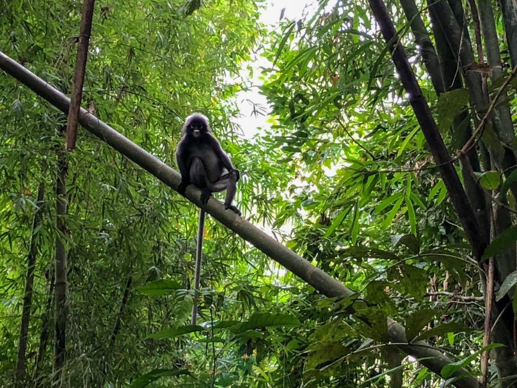 monkey smiling at us in Khao Sok National Park