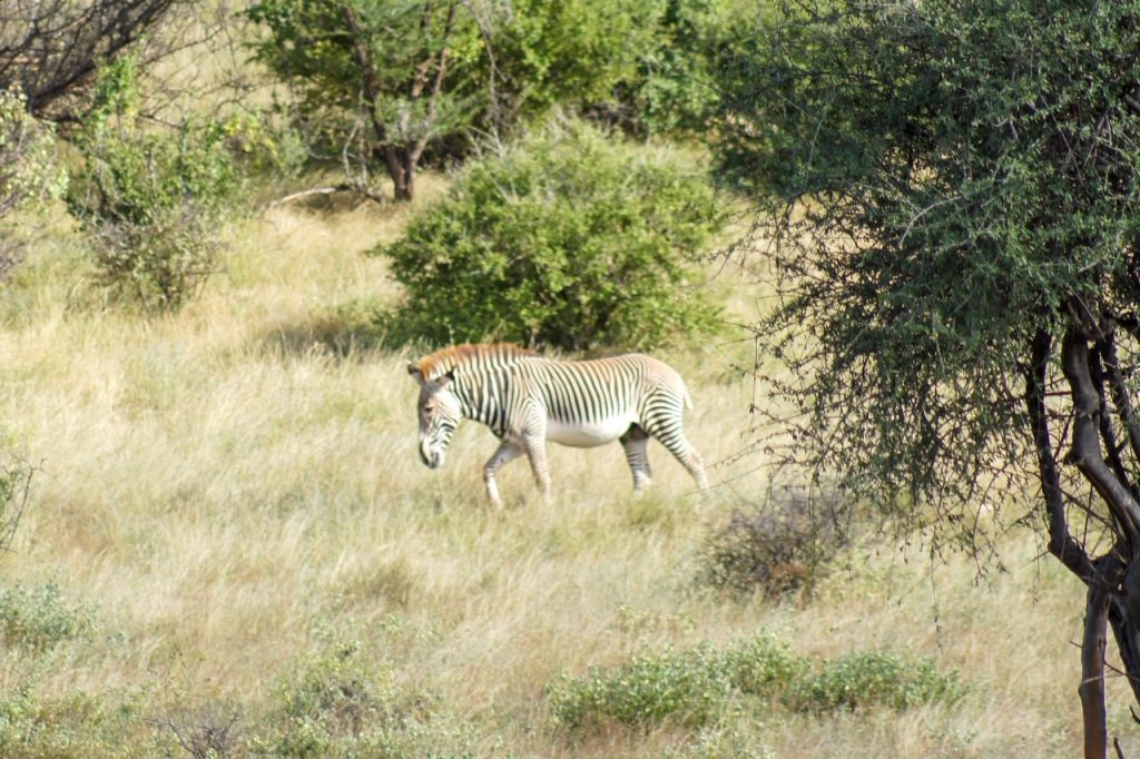 Grevy’s zebra, one of the Special Five, in Samburu National Reserve