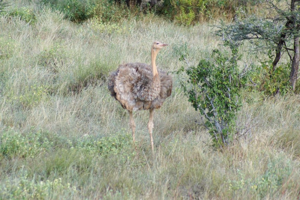 Somali ostrich, one of the Special Five, in Samburu National Reserve
