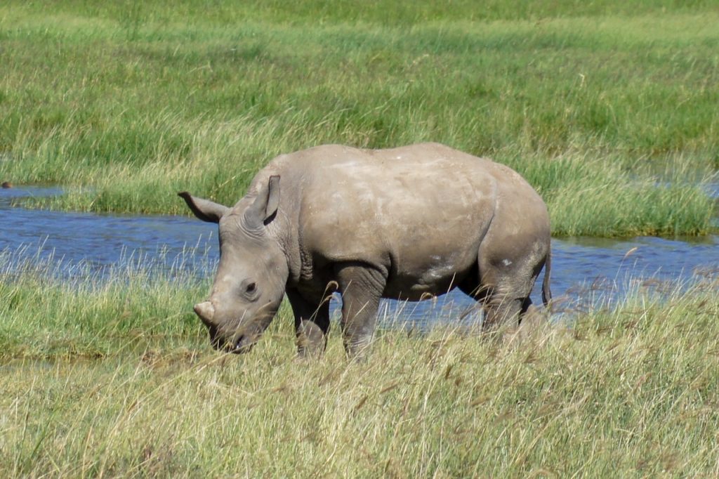 Small white rhino in Lake Nakuru National Park