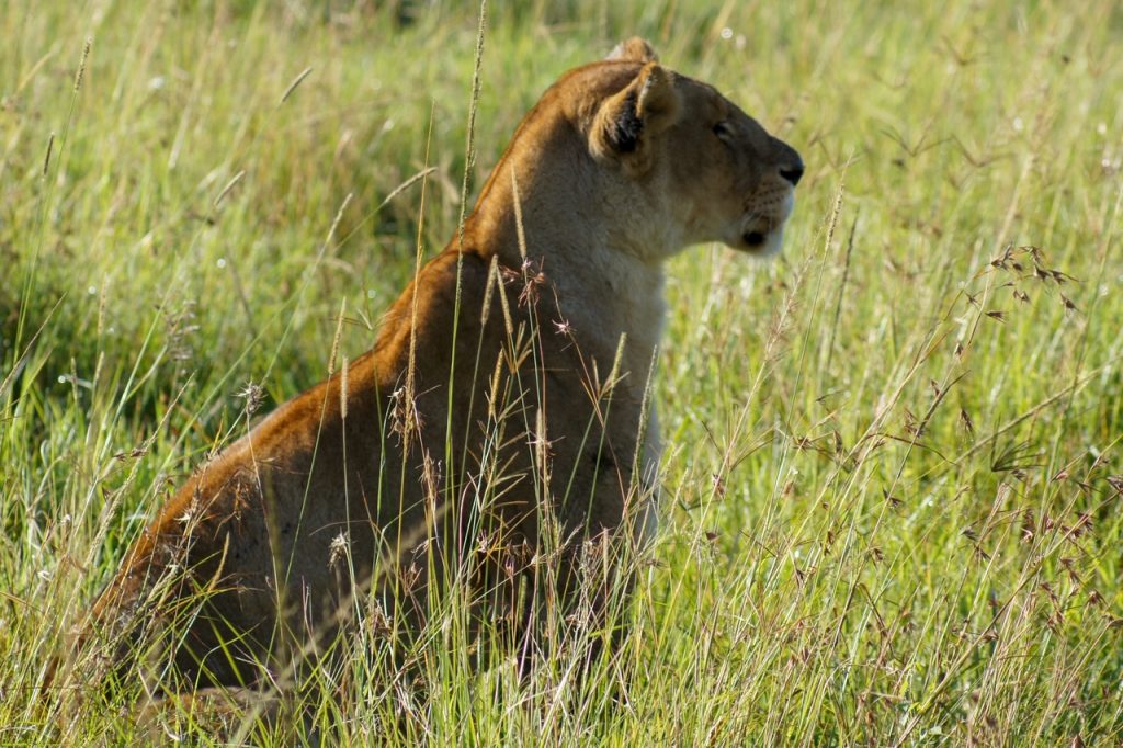 Lion in tall grass during Maasai Mara safari