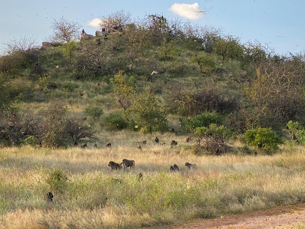 A TwoDay Visit to Samburu National Reserve Travel ABroads