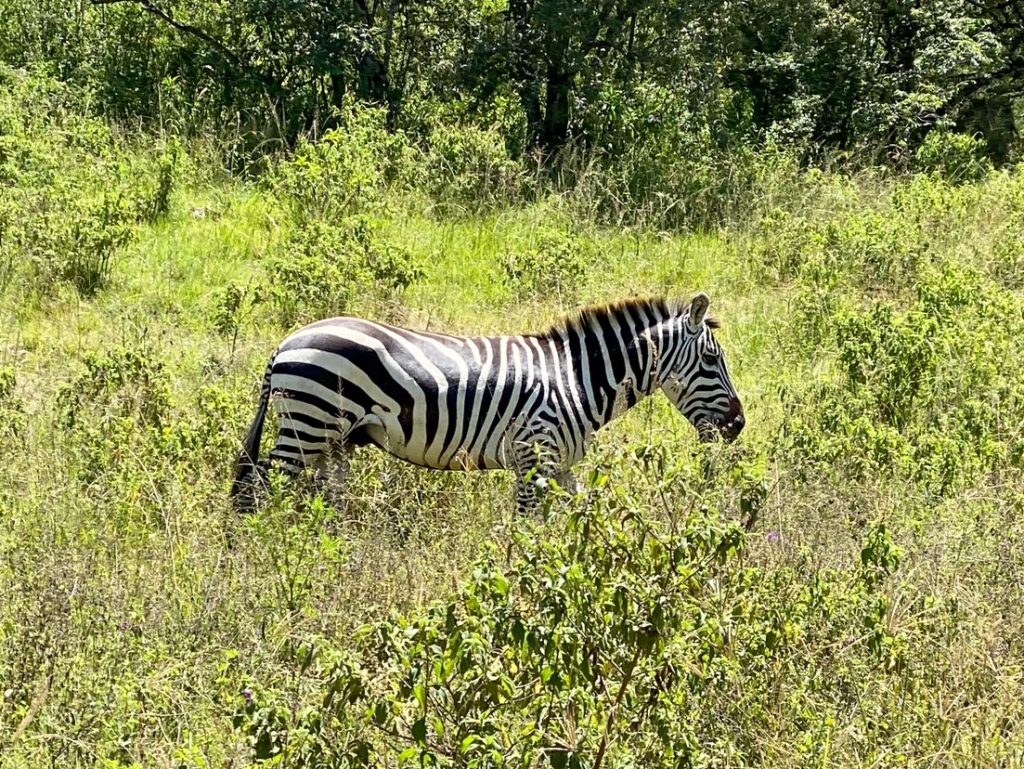 Zebra grazing in the bush at Lake Nakuru National Park