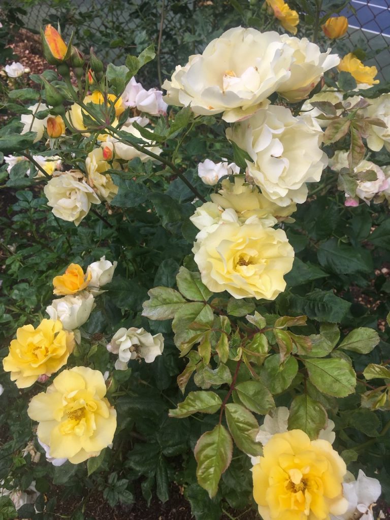 some yellow roses at the Portland International Rose Test Garden