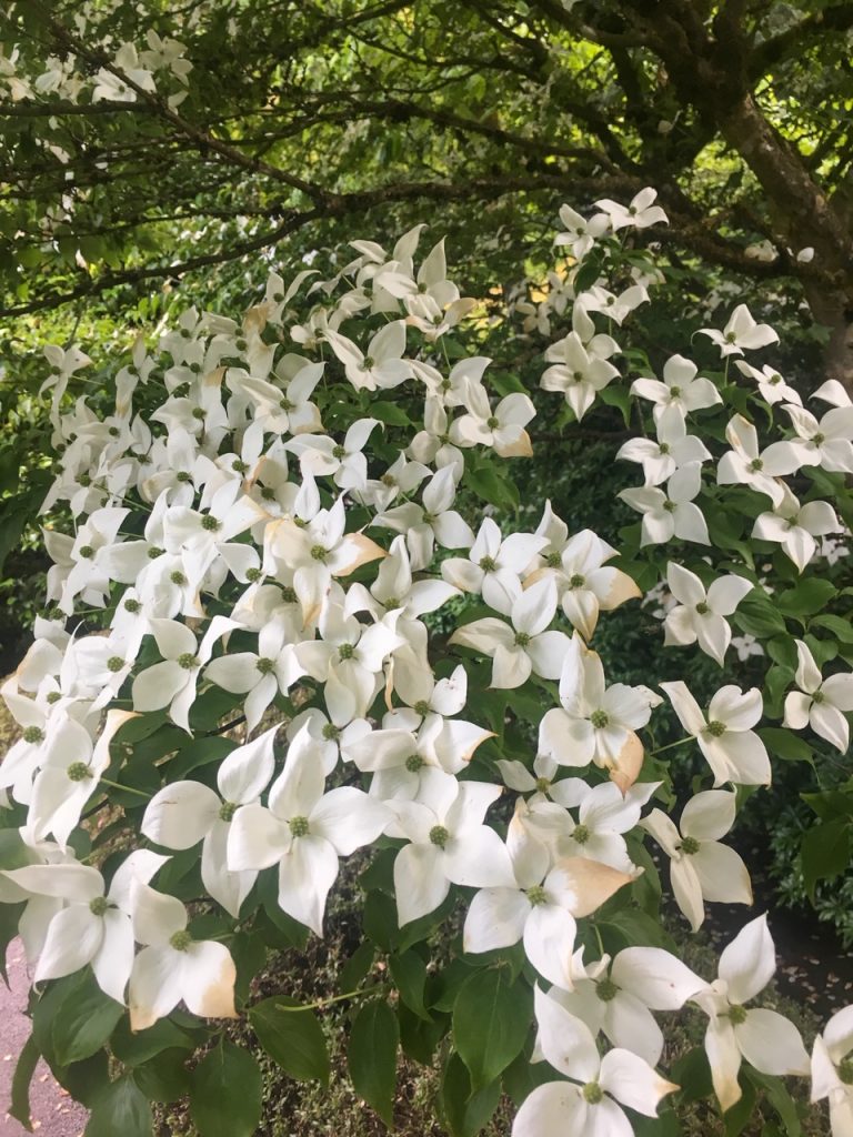 flowers at the Portland Japanese Garden