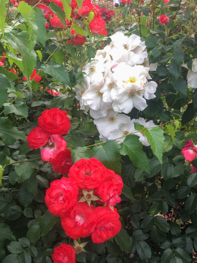 the roses were in full bloom at the Portland International Rose Test Garden