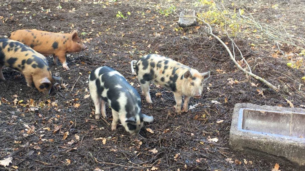 baby Linderöd pigs hanging out at Skansen