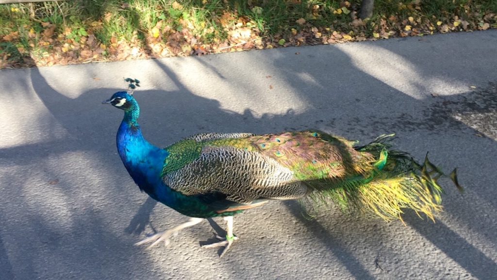 a peacock roaming around Skansen