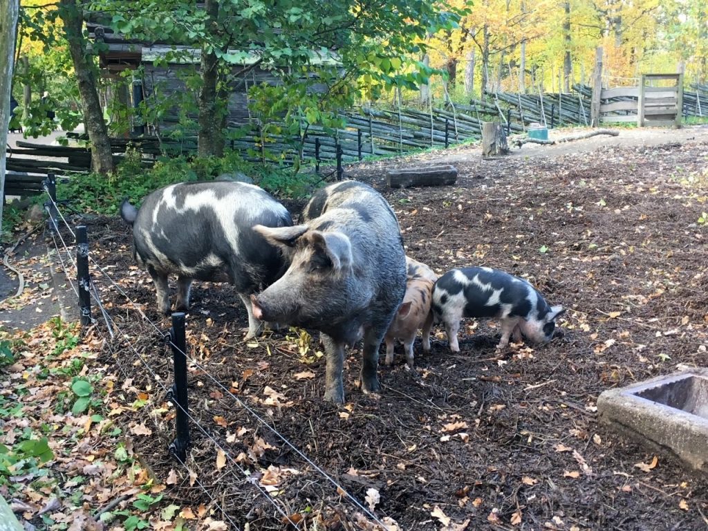 Linderöd pigs at Skansen