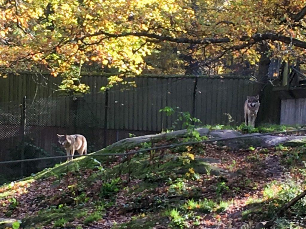 a couple of wolves at Skansen