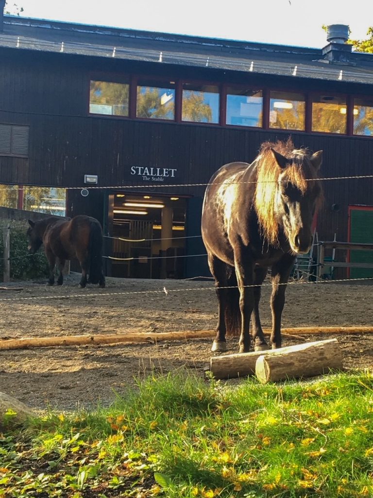 a horse at Skansen