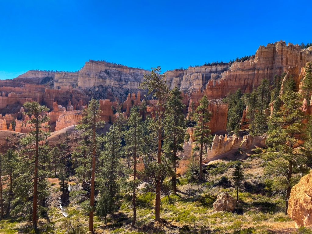 a forested amphitheater view on the Peekaboo Loop in Bryce Canyon National Park
