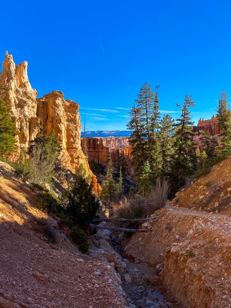 a forested view with hoodoos in the background along the Peekaboo Loop in Bryce Canyon