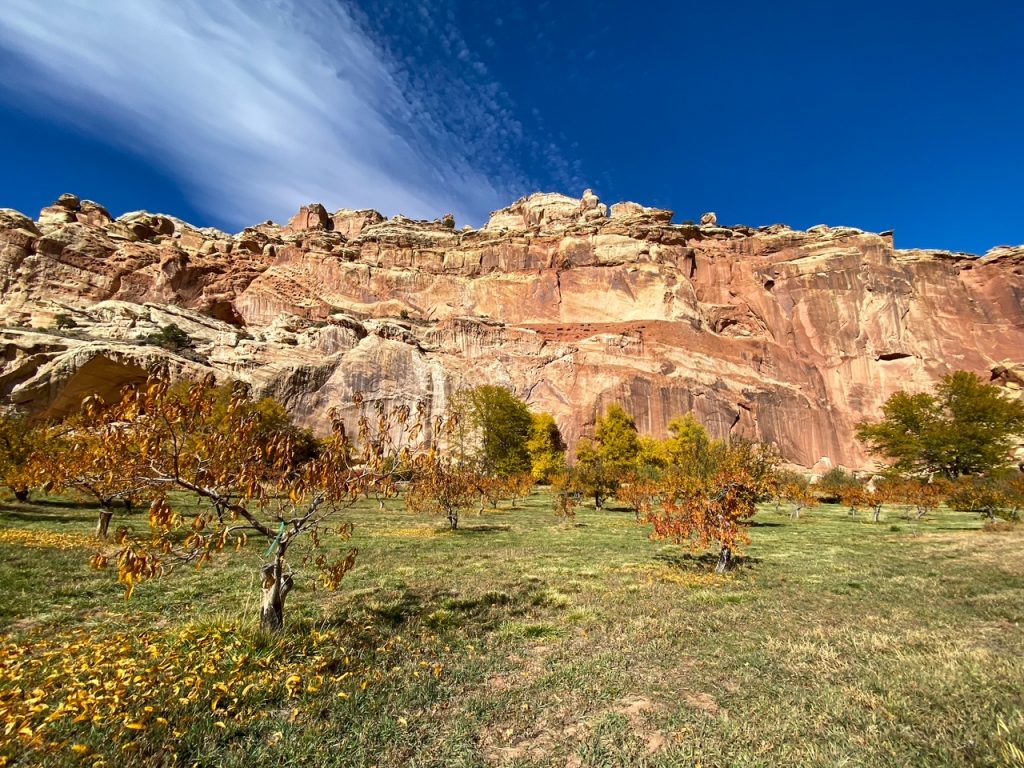 the historic orchards near Gifford House in Capitol Reef National Park
