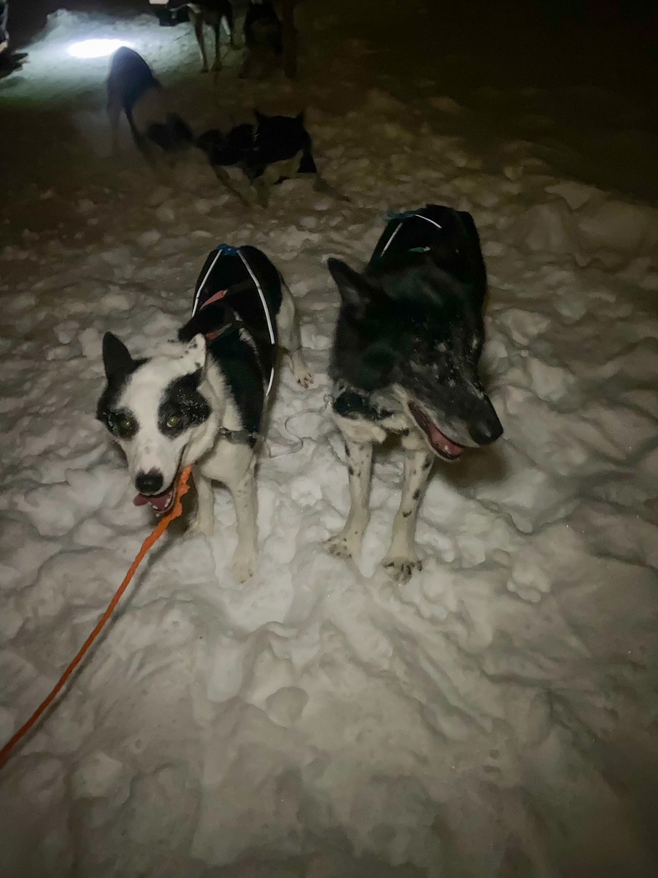 two huskies during our 'Hunt the Northern Lights by Husky' tour