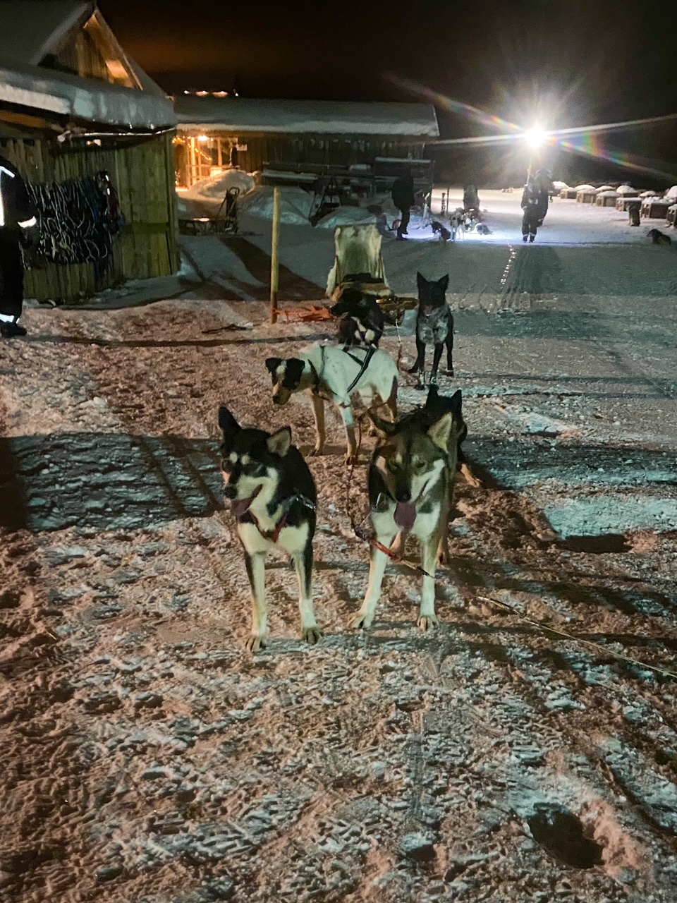 ready for our 'Hunt the Northern Lights by Husky' tour