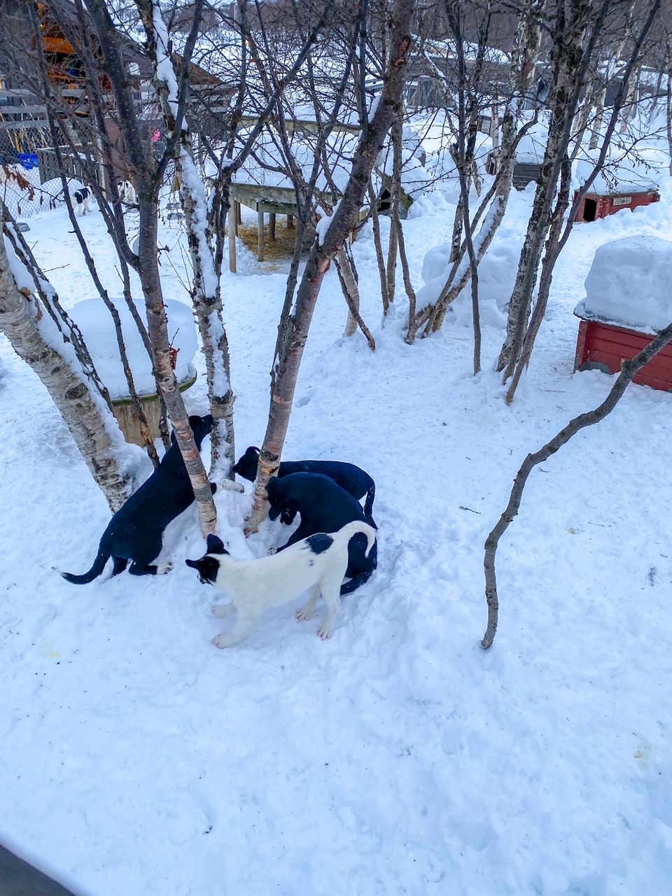 Husky puppies at the Snowhotel in Kirkenes