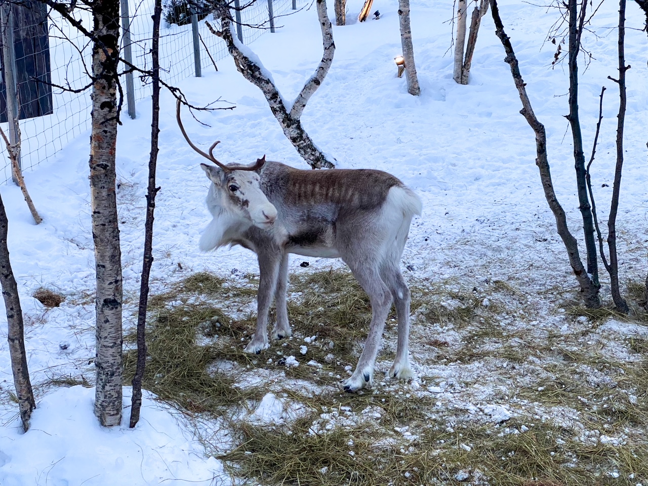 one-antler reindeer at the Snowhotel