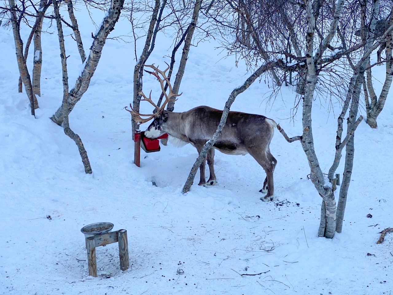 watching the reindeer eat at the Snowhotel in Kirkenes