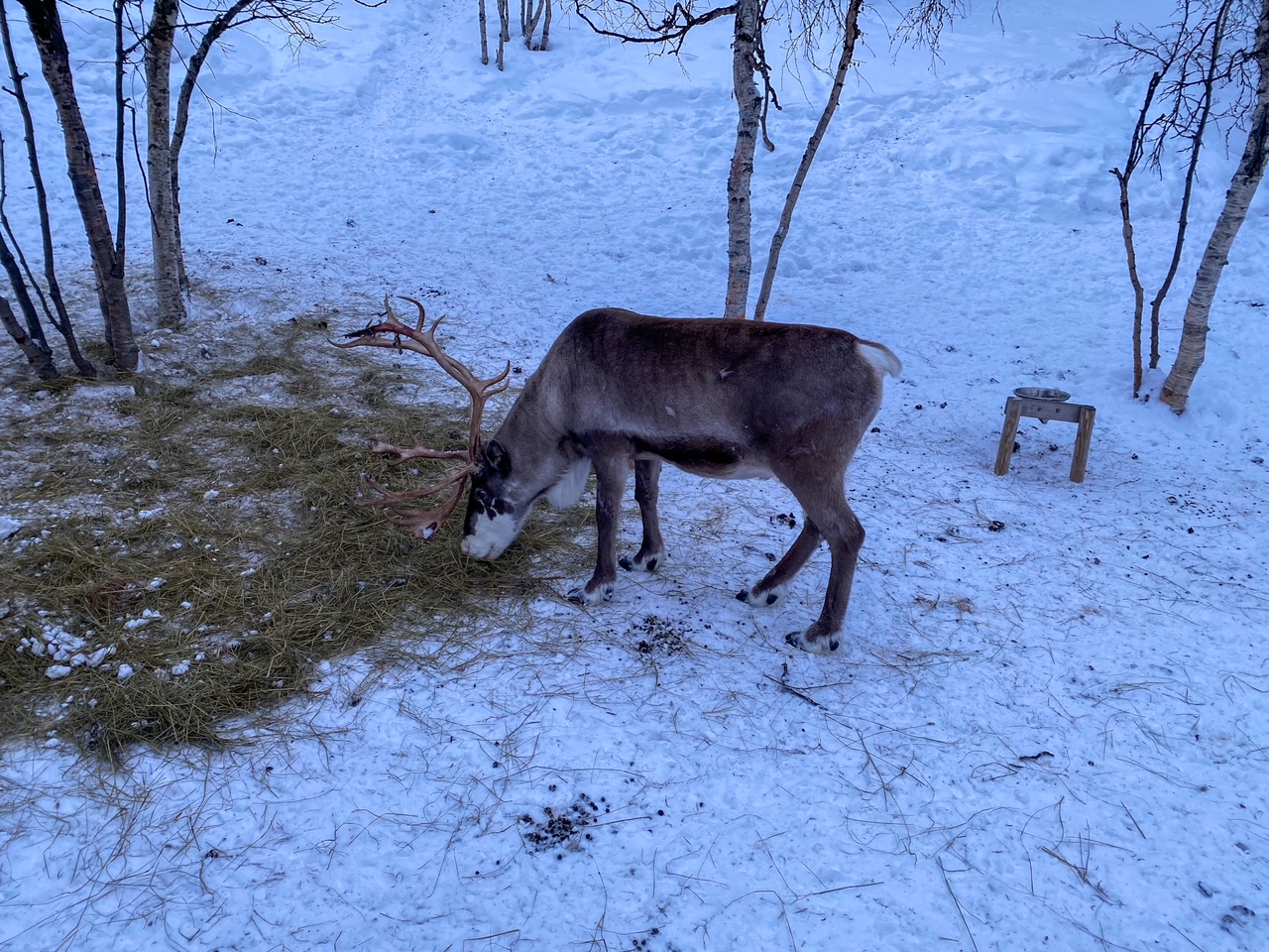 reindeer at the Snowhotel