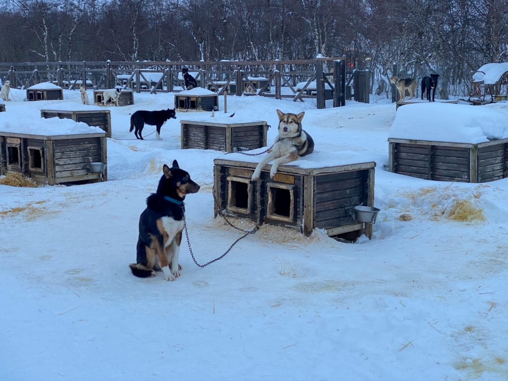 Huskies at the Snowhotel Kirkenes