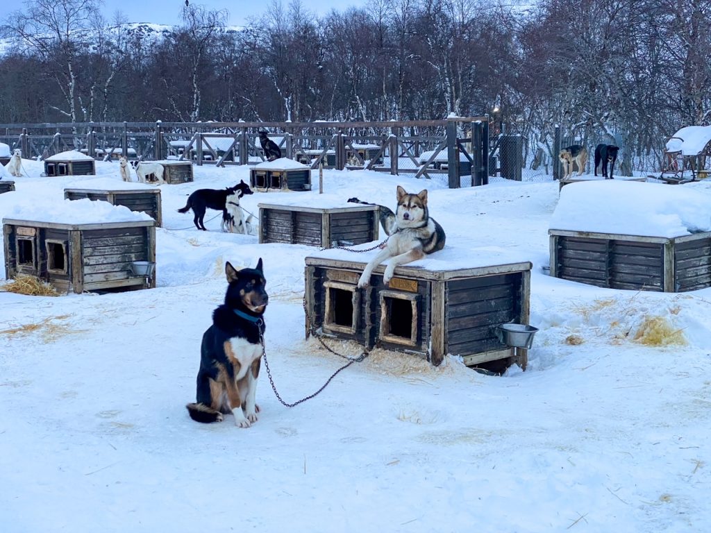 Huskies in the dog yard at the Snowhotel Kirkenes