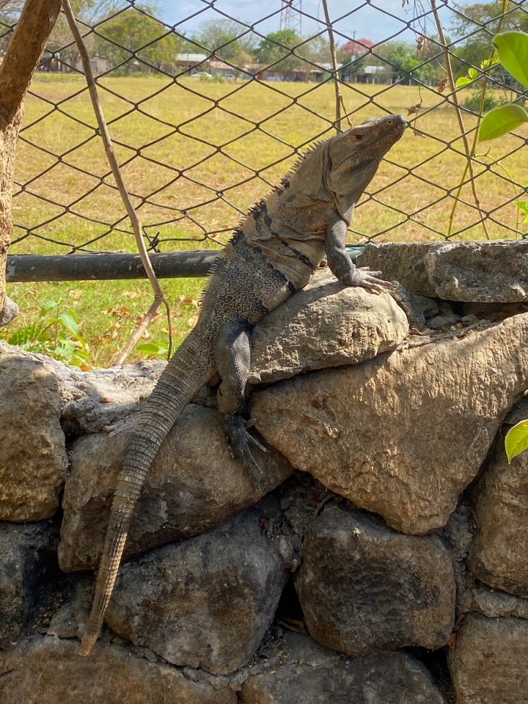 an iguana in Costa Rica