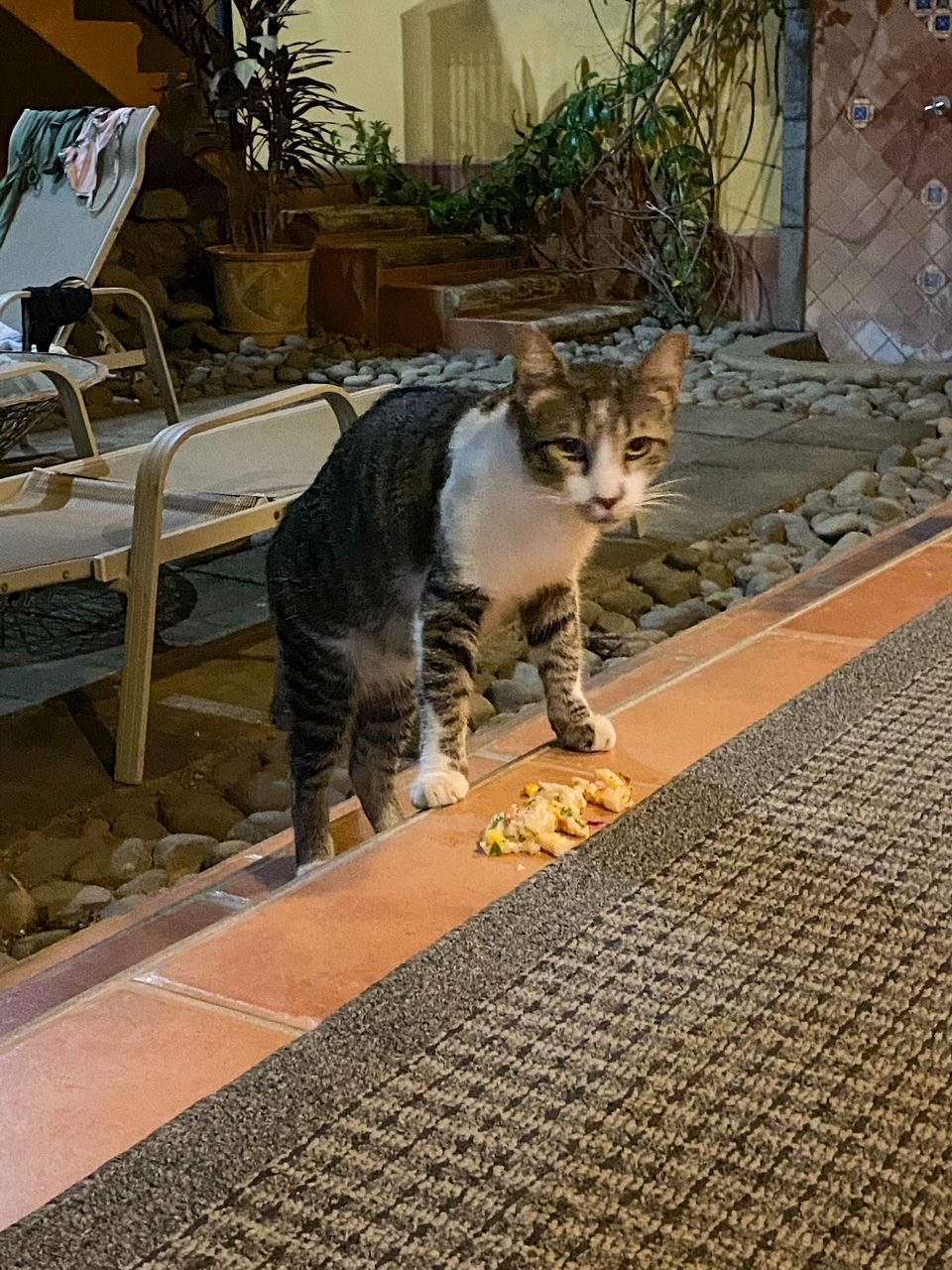 a stray cat enjoying our leftovers