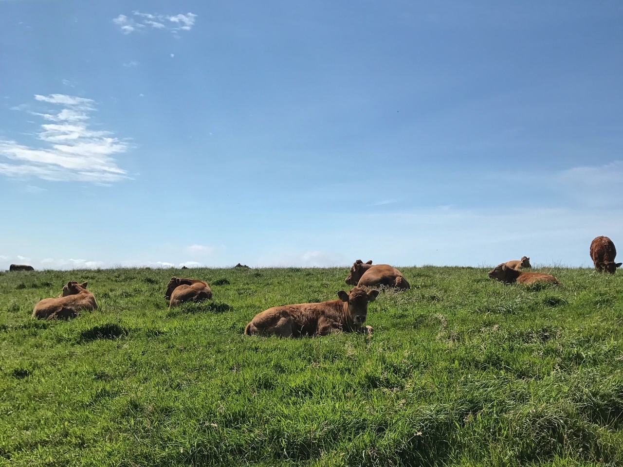 cows at the Cliffs of Moher